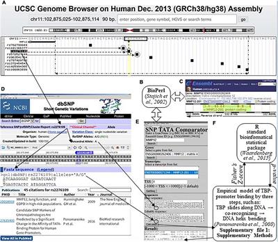 Disruptive Selection of Human Immunostimulatory and Immunosuppressive Genes Both Provokes and Prevents Rheumatoid Arthritis, Respectively, as a Self-Domestication Syndrome